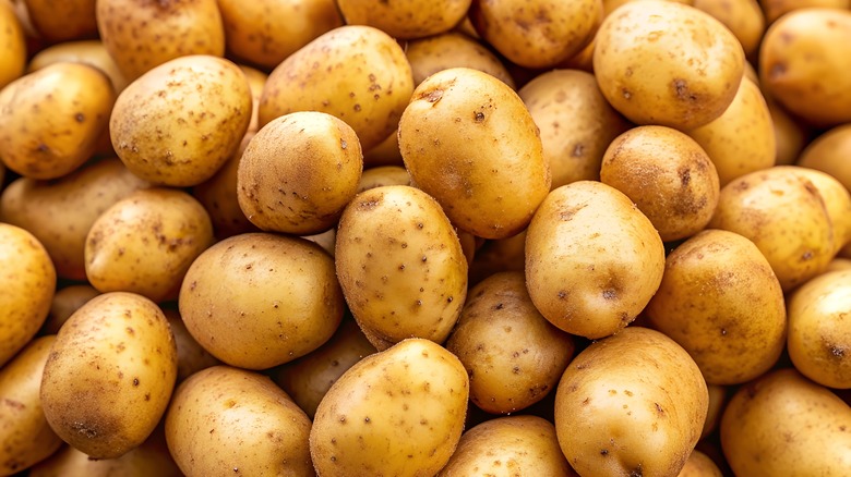 Pile of Yukon Gold potatoes