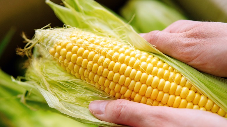 hands peeling an ear of corn