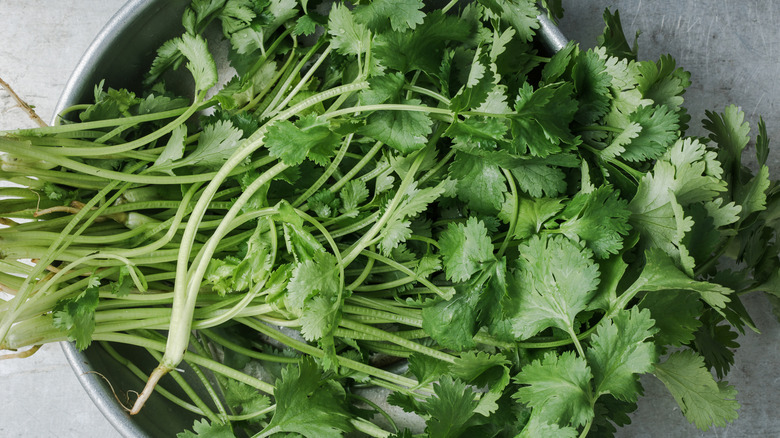 A bunch of fresh cilantro sits in a bowl