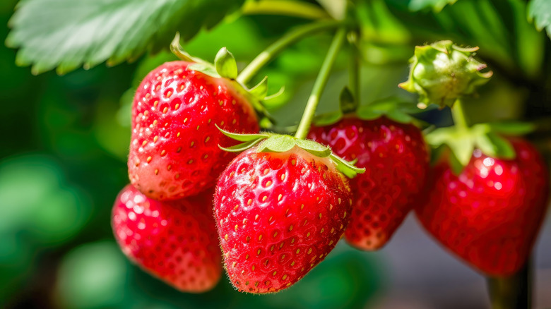 Strawberries are hanging from the plant.