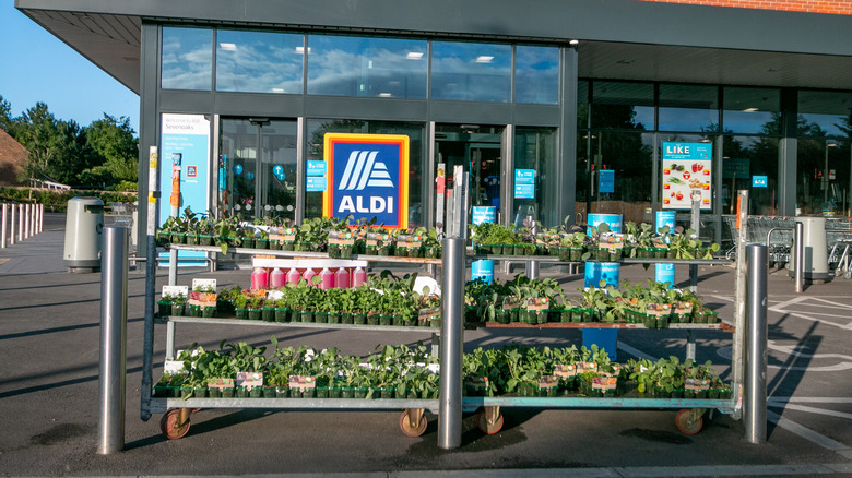 plants on sale outdoors at aldi