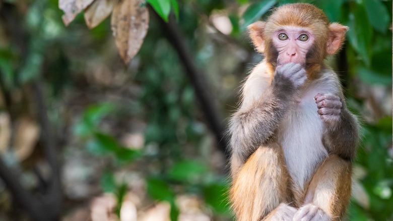 A rhesus monkey eating food