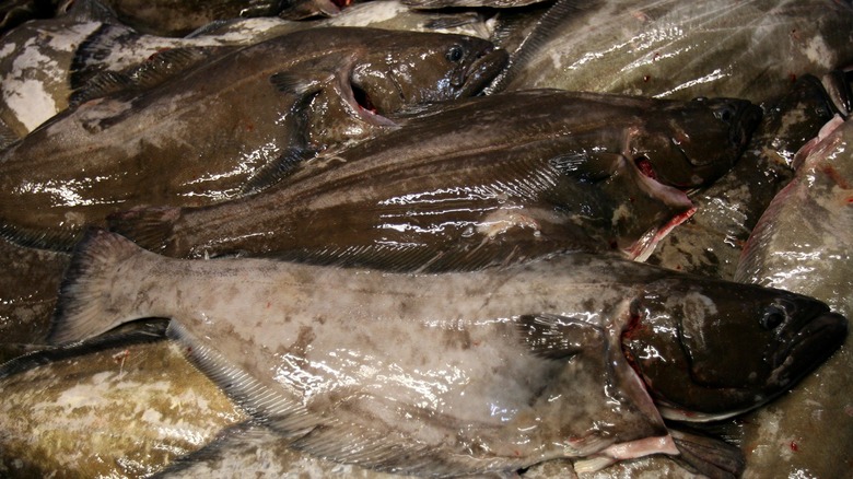 whole halibut on ice