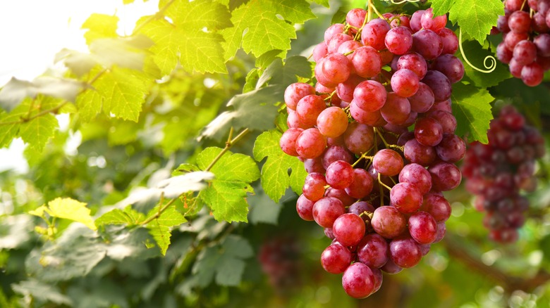 A bunch of red grapes