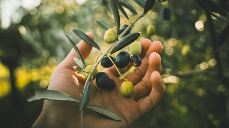 Hand holding green and black olives on branch