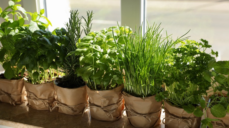 Fresh herbs on window sill