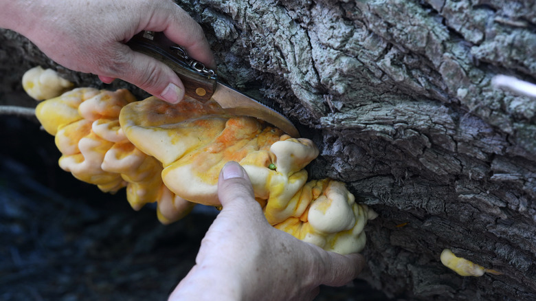 Hands cutting chicken of the woods mushroom from tree