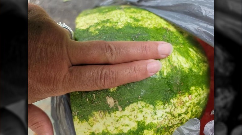 Two-finger test on watermelon rind