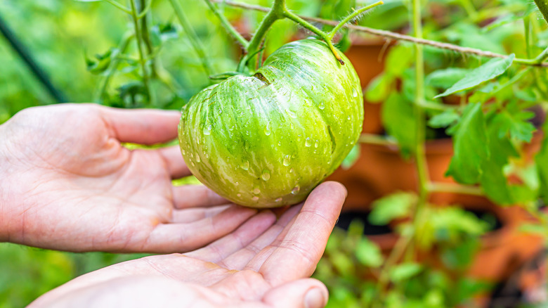 green heirloom tomato on the vine