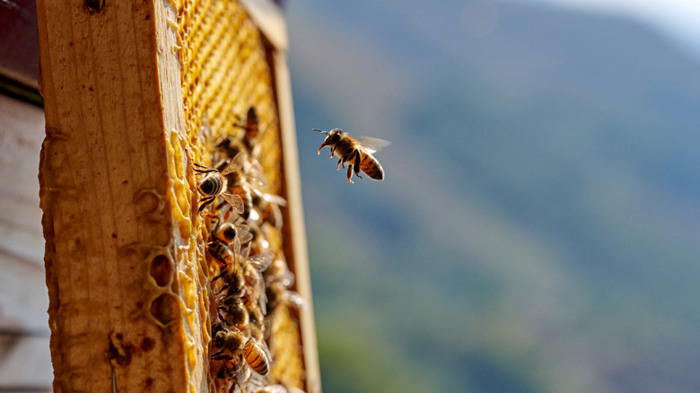 Beehive with honey bees flying towards it