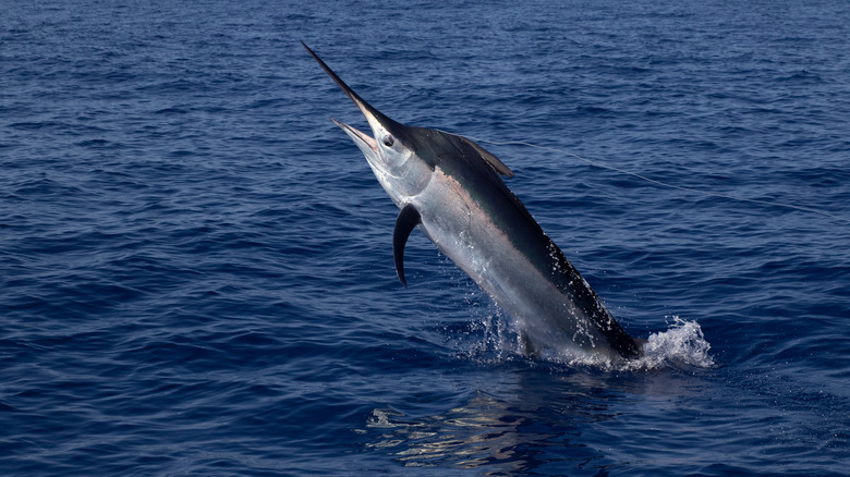 Swordfish in ocean