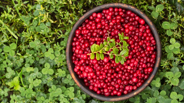 Fresh lingonberries in bowl set in green bush