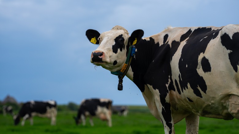 Black and white cow in a pasture with other cows grazing in the background