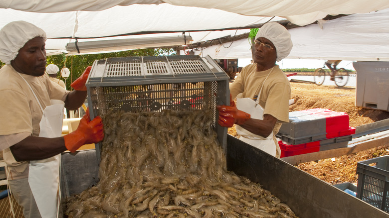 Shrimp farmers unloading crate of shrimp