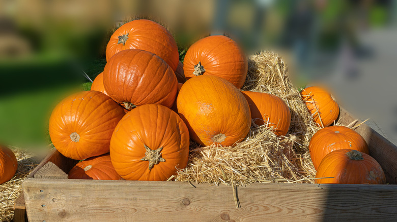 A pile of pumpkins in a hay-filled box