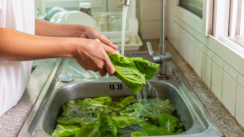 Person washing lettuce in sink