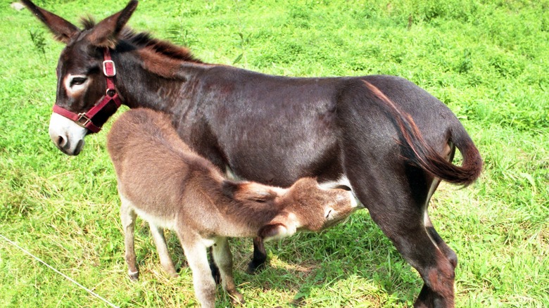 A donkey foal nurses from its mother in a green pasture