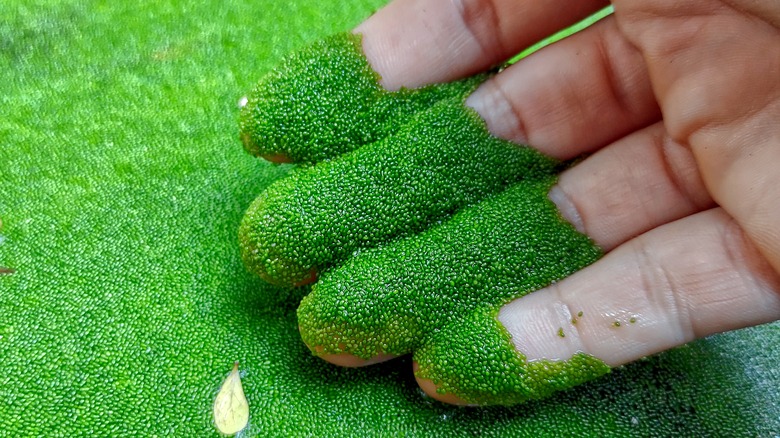 Hand dipping into wolffia plants