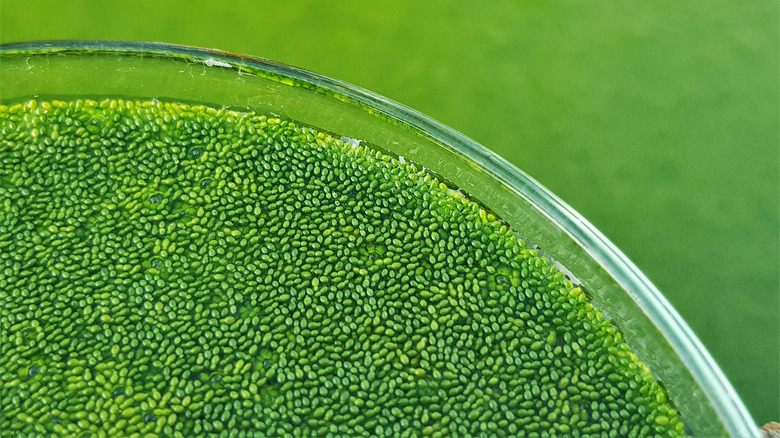 Duckweed closeup in petri dish