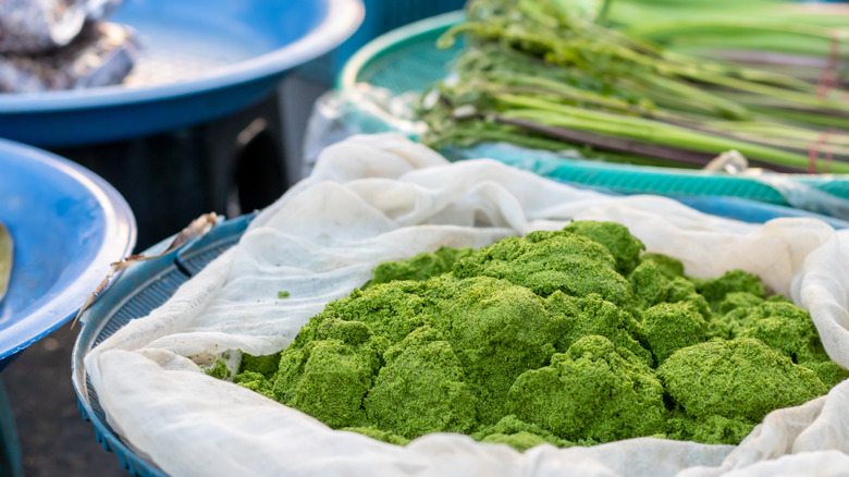 Fresh Wolffia globosa green vegetables