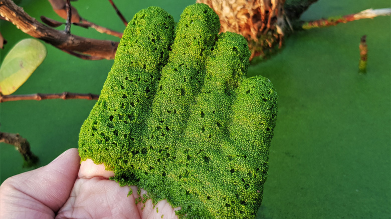 Hand covered in wolffia duckweed