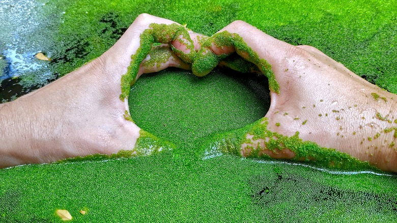 Heart-shaped hands in green wolffia