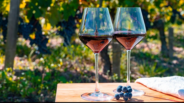 Two glasses of cabernet sauvignon in a vineyard