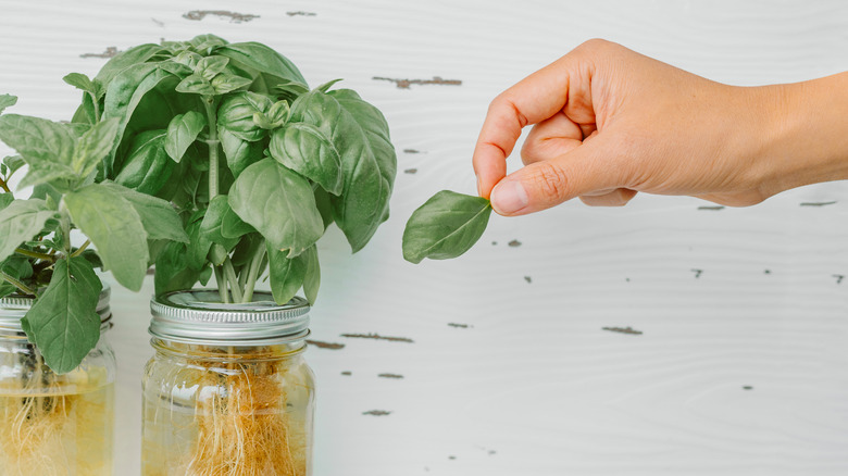 A hand plucking basil leaves from a jar