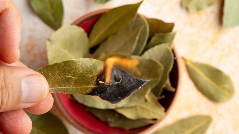 Hand holding burning bay leaf