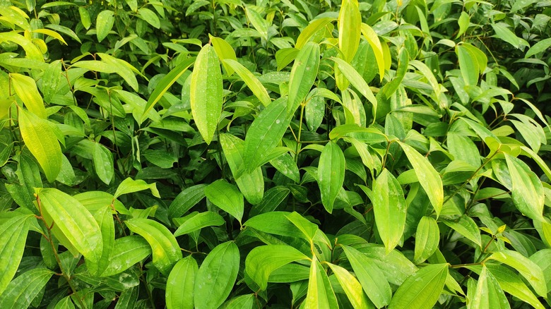 Indian bay leaf plant