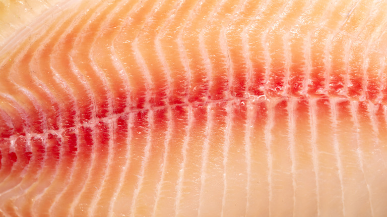 Close-up of tilapia filet's texture