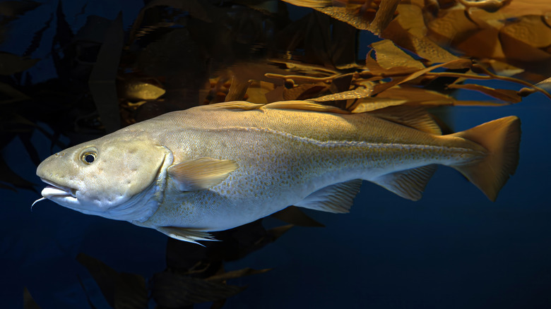 Atlantic cod fish swimming in ocean