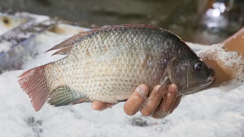 Hand holding tilapia fish