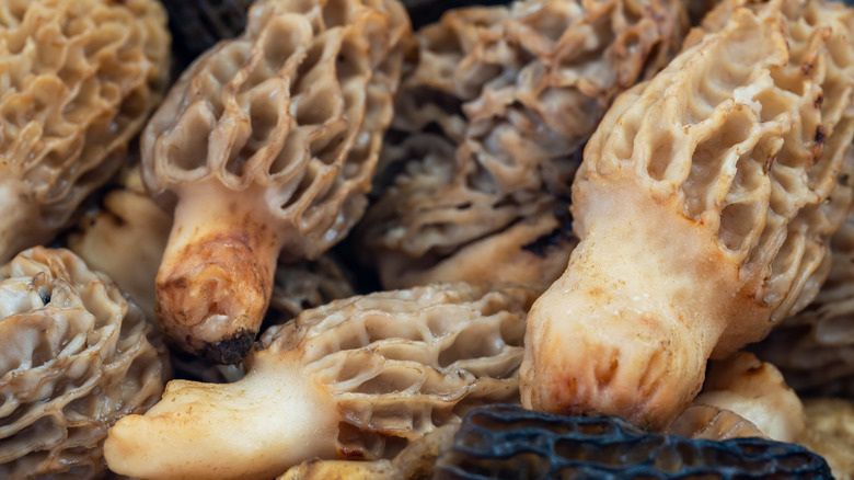 Morel mushrooms