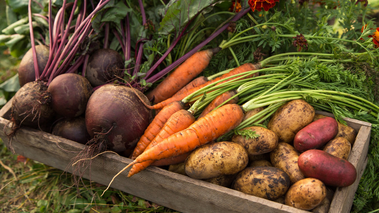 Various seasonal root vegetables after harvesting including carrots, potatoes, and turnips, all in a wooden cart