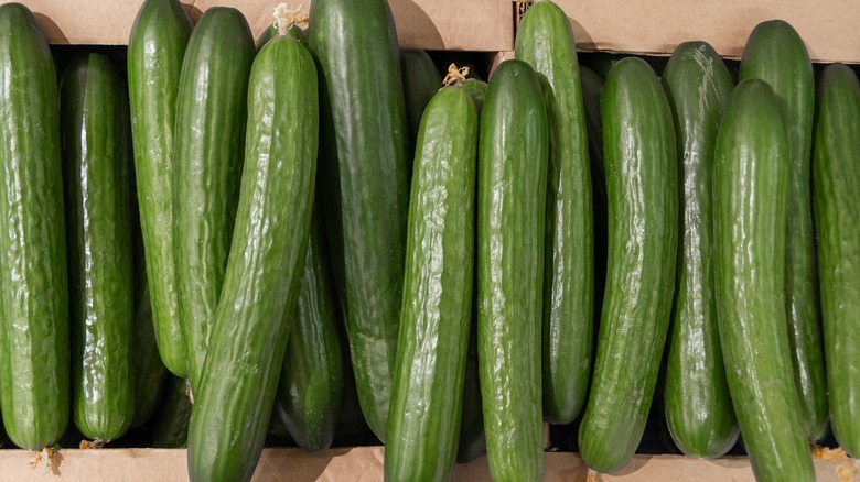 row of cucumbers