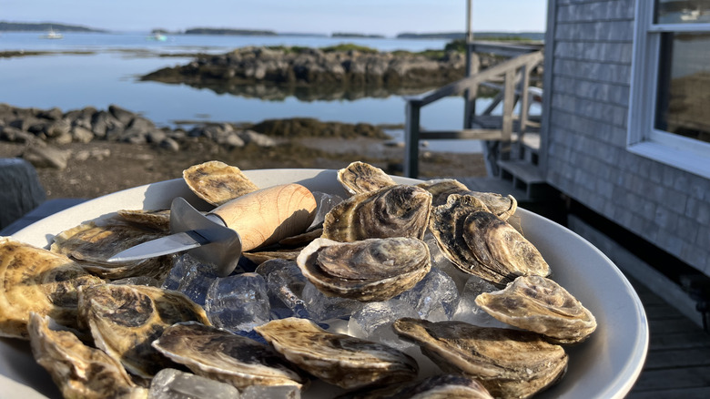 whole oysters on ice by seashore