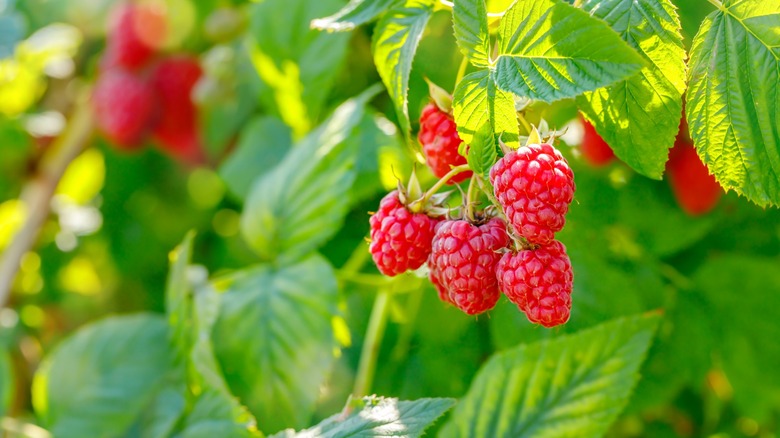 Raspberry bush with red fruit