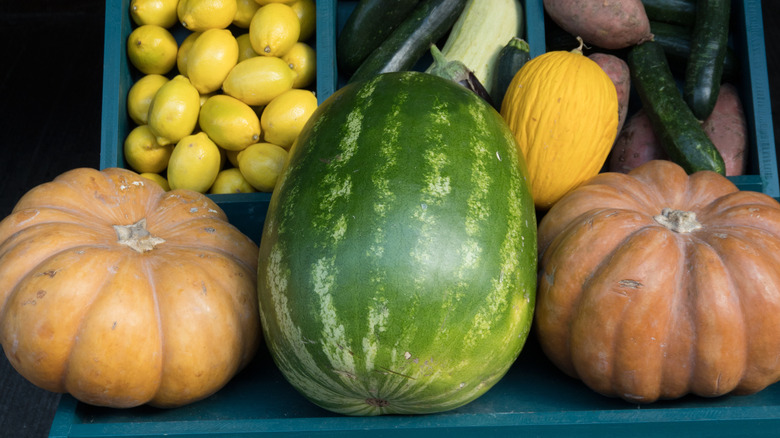 pumpkins next to watermelon