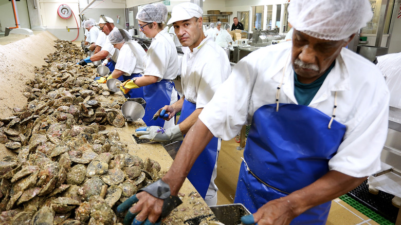 Bluff oyster production line