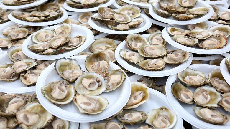 Bluff oysters on disposable plates