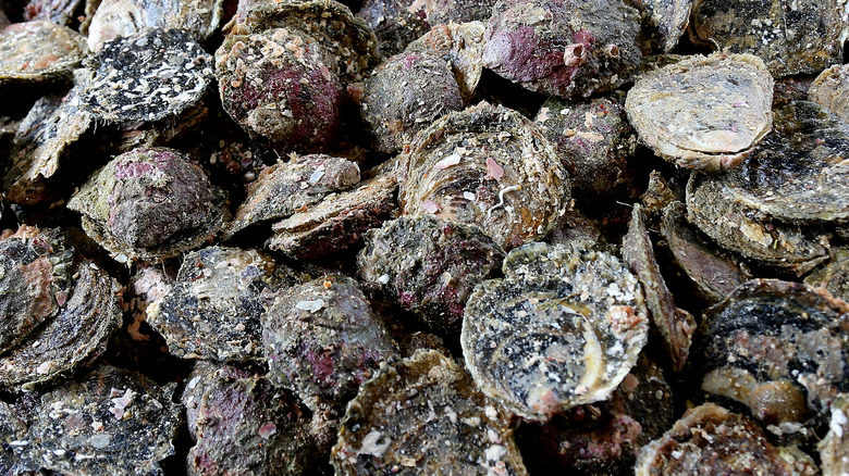 Bluff oysters in their shells