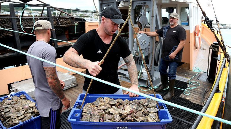 Fishermen with Bluff oysters