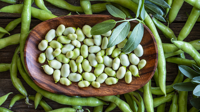 Freshly harvested butter beans