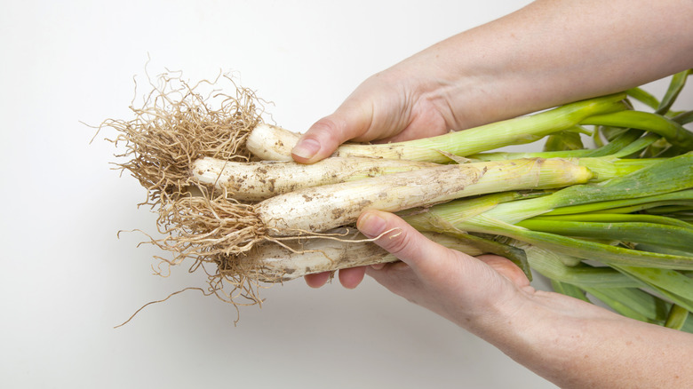 two hands holding a bunch of calçot onions.