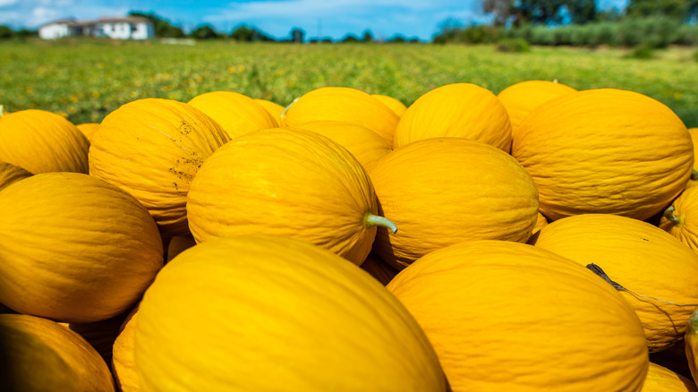 Canary melons in field 