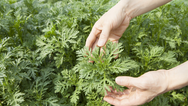 harvesting chrysanthemum greens