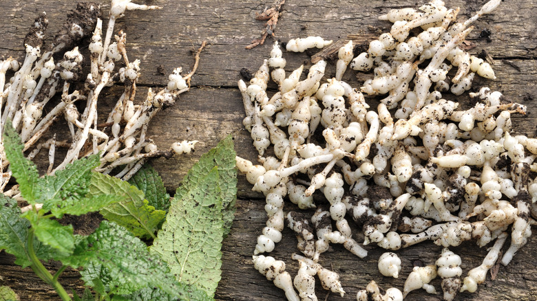 Extracted crosnes plants on board