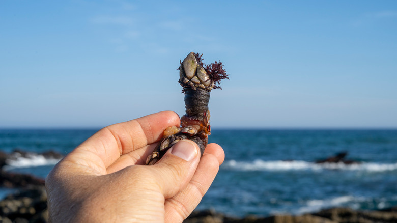 hand holding a gooseneck barnacle