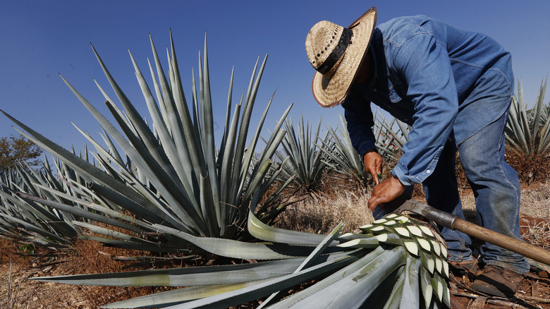 A "jimador" harvesting blue agave in the state of Jalisco, Mexico